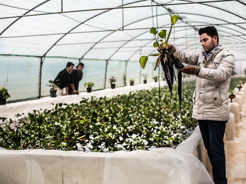 زالوی طبی به جای نفت
