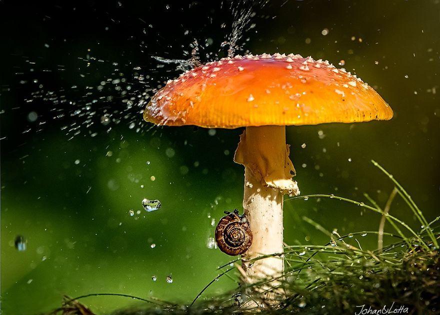 چتر طبیعی حیوانات