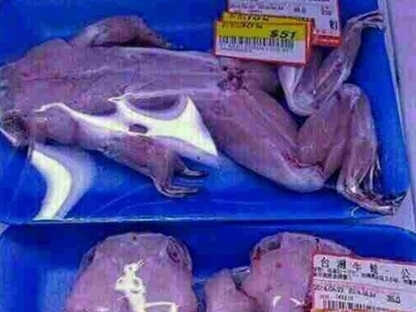 قورباغه